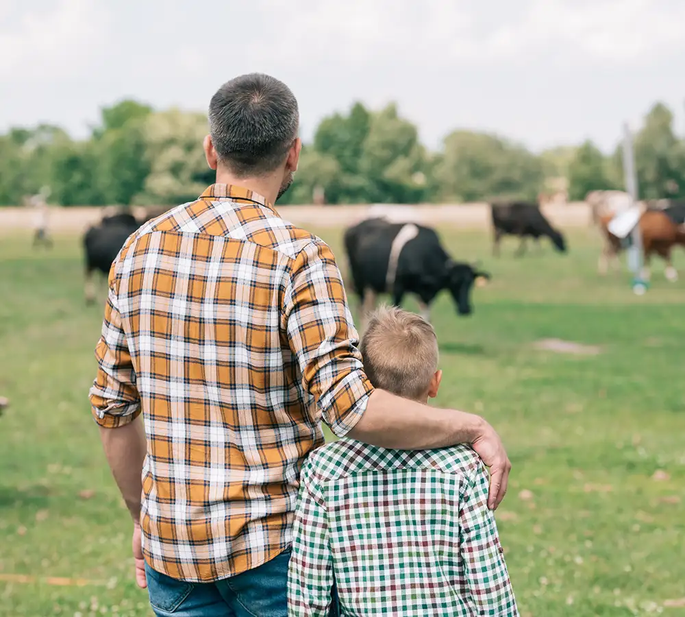 father and son looking out towards a field full of cows - Springfield, IL